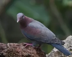 Patagioenas flavirostris