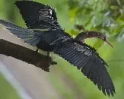 Anhinga anhinga