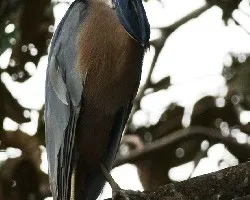 Cochlearius cochlearius