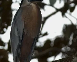 Cochlearius cochlearius