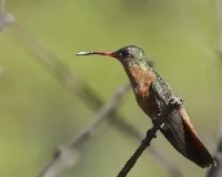 Amazilia rutila