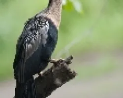 Anhinga anhinga