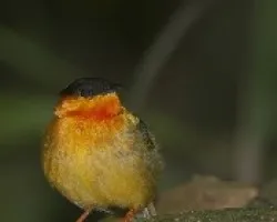 Manacus aurantiacus