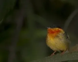 Manacus aurantiacus