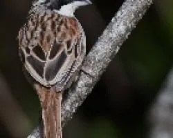 Aimophila ruficauda