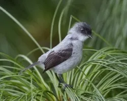 Serpophaga cinerea