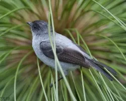 Serpophaga cinerea