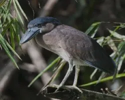 Cochlearius cochlearius