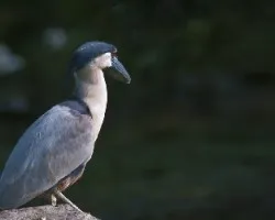 Cochlearius cochlearius