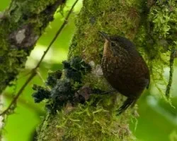 Premnoplex brunnescens