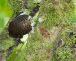 Premnoplex brunnescens