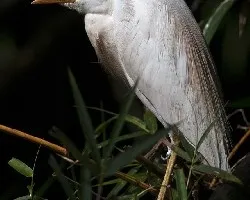 Bubulcus ibis