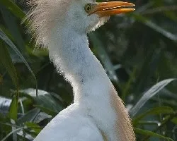 Bubulcus ibis