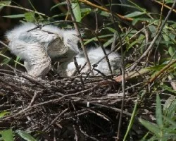 Bubulcus ibis