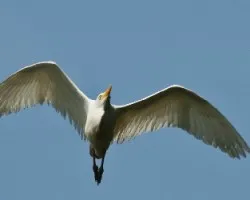 Bubulcus ibis