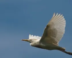 Bubulcus ibis