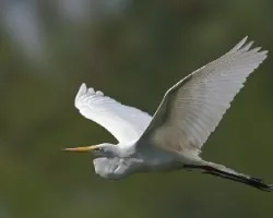 Ardea alba