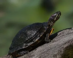 Trachemys scripta