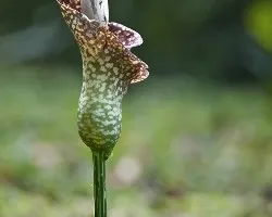 Amorphophallus oncophyllus