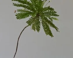 Biophytum sensitivum
