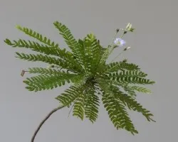 Biophytum sensitivum
