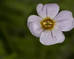 Biophytum sensitivum