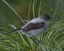 Serpophaga cinerea