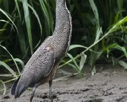 Tigrisoma mexicanum