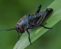 Tropidacris cristata