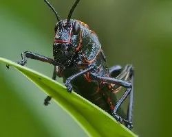 Tropidacris cristata