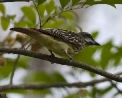 Myiodynastes luteiventris