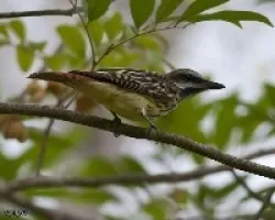 Myiodynastes luteiventris