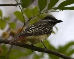 Myiodynastes luteiventris