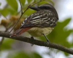 Myiodynastes luteiventris