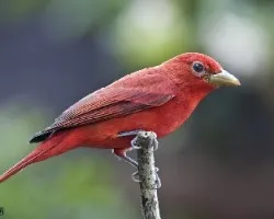 Piranga rubra