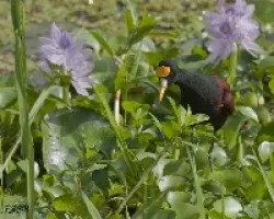 Jacana spinosa