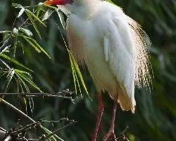 Bubulcus ibis