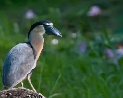  Cochlearius cochlearius