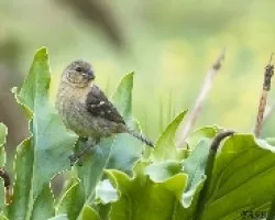 Sporophila torqueola
