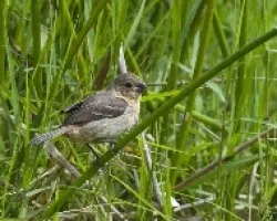 Sporophila torqueola