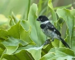 Sporophila torqueola