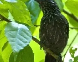 Thamnophilus bridgesi