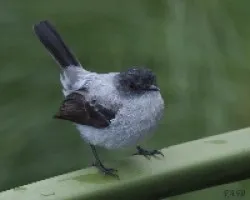 Serpophaga cinerea