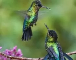 Panterpe insignis