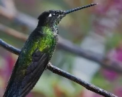 Eugenes fulgens