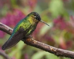 Panterpe insignis