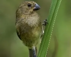 Sporophila corvina