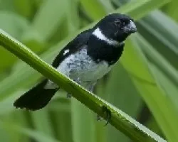 Sporophila corvina