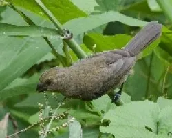 Sporophila corvina