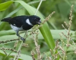 Sporophila corvina